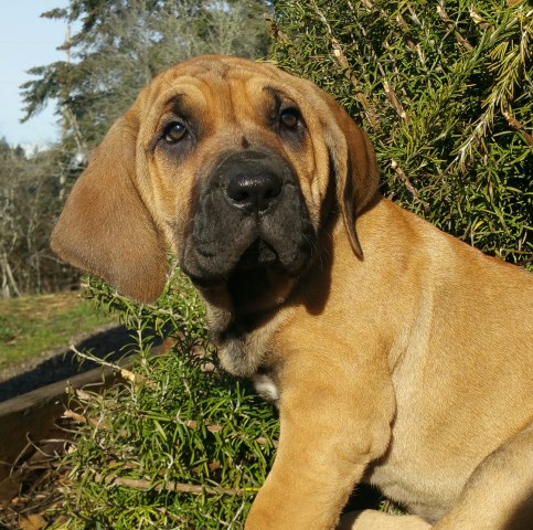 Mastiff puppy for sale + 54393