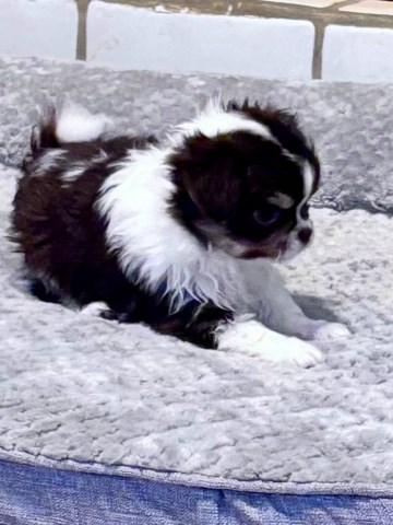 Chihuahua puppy for sale + 66480