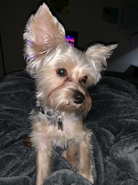 1 year old Maltese Yorkie Mix