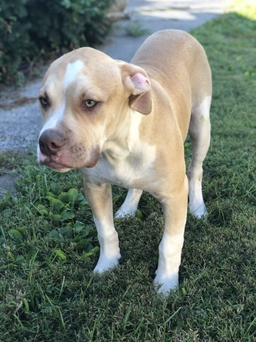 bulldog american pup rawlings dog
