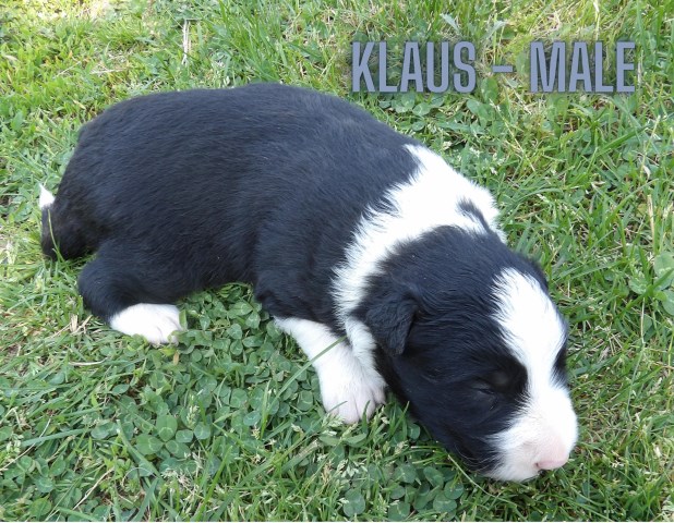 Border Collie puppy for sale + 67130