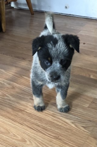 Australian Cattle Dog puppy for sale + 62490