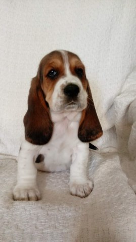 Basset Hound Puppies in North Carolina ~ AKC Bloodline - Tri Color FEMALE available