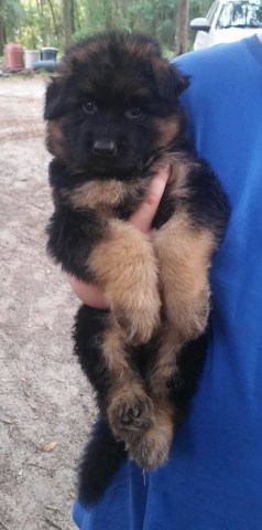 Long Coated German Shepherd puppies