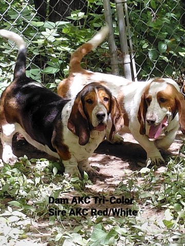 Basset Hound puppy for sale + 67163