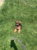 Mini Aussie Doodle Australian Shepherd Dog for sale/adoption