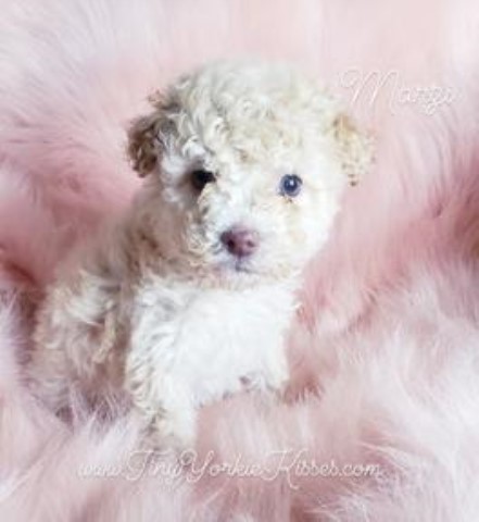 Miniature Poodle Puppies for Sale in Northern California
