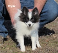 Pomeranian Megan Pomeranian for sale/adoption