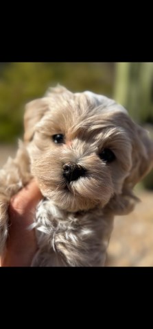 Maltipoo puppy for sale + 66496
