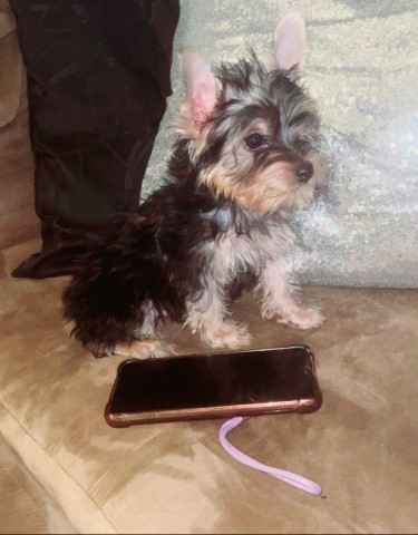 Yorkshire Terrier puppy for sale + 63970