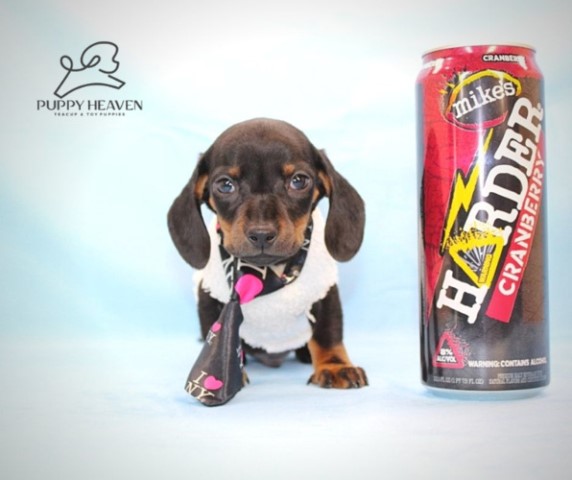 Vamos - Teacup Dachshund Puppy