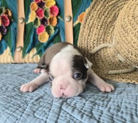 Boston Terrier Puppies Boston Terrier for sale/adoption