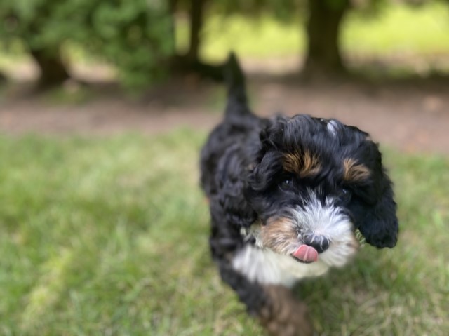 Mini Bernedoodle Puppies