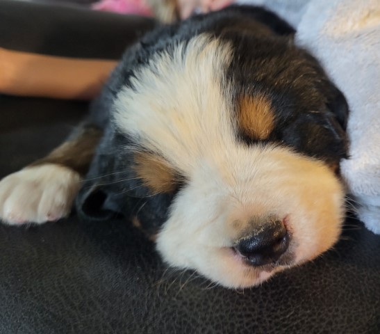 Bernese Mountain pups