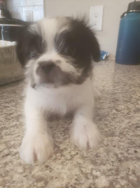 Japanese Chin puppy for sale + 64141