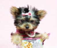Surprise Your Valentine with one of our sweet and loving Teacup & Toy Yorkie