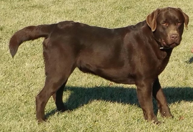 Labrador Retriever puppy for sale + 50932