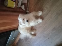 Rehoming a 2 year old female Havanessa / huskey Havanese for sale/adoption