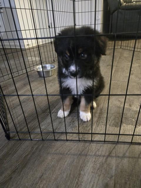 Australian Shepherd Dog puppy for sale + 67005