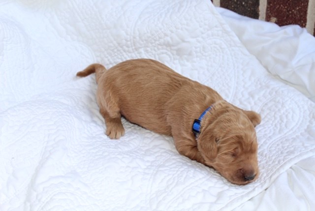 F1b Labradoodle Puppies