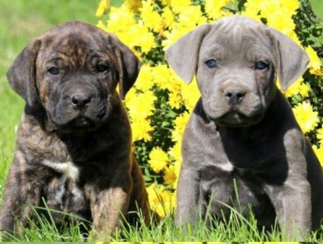 Cane Corso Puppies For Sale