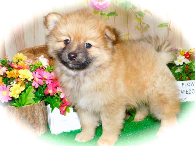 Chicago Pomeranian  Babies  Super Sweet. Financing.