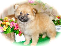 Chicago Pomeranian  Babies  Super Sweet. Financing. Pomeranian for sale/adoption