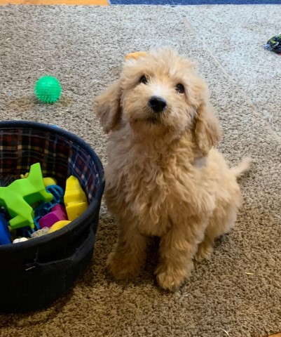 Goldendoodle puppy for sale + 60359