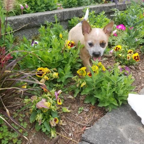 Heeler, Red Female "A"