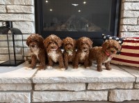 Goldendoodle thumbnail