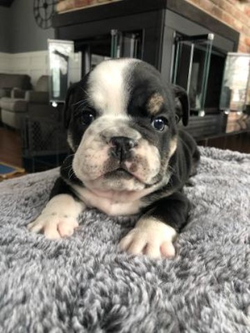 English Bulldog puppy for sale + 61514