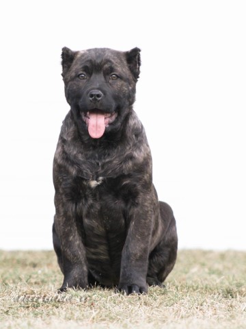 Cane Corso puppy for sale + 63092