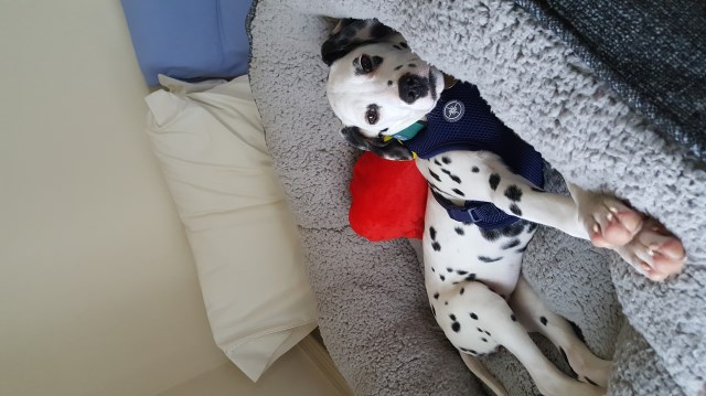 Dalmatian puppy dog for sale in Limpopo South Africa