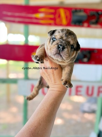 English Bulldog puppy for sale + 66587