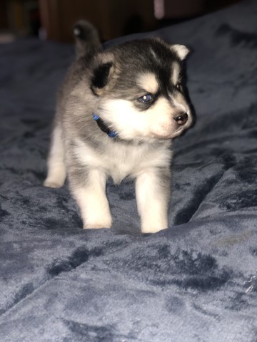 Pomsky puppy for sale + 61145