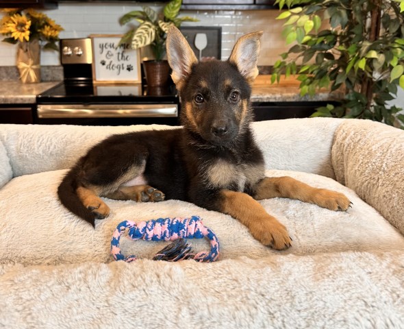 German Shepherd Puppy