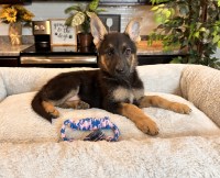 German Shepherd Puppy German Shepherd Dog for sale/adoption