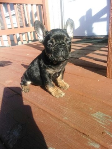 AKC French Bulldog Puppies for Sale!