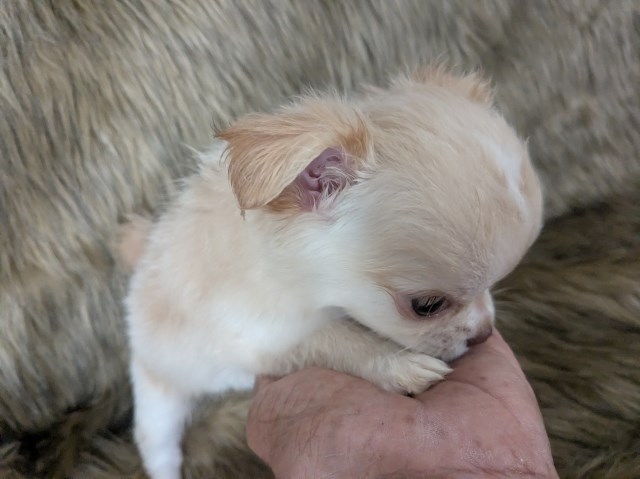 Chihuahua puppy for sale + 67242