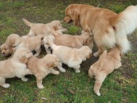 Vet Checked Golden Retriever Puppies For Sale Golden Retriever for sale/adoption