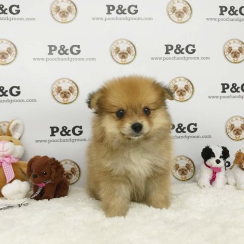 Pomeranian puppy for sale + 53197