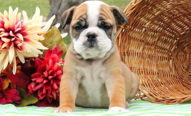 Chris is a handsome English Bulldog puppy