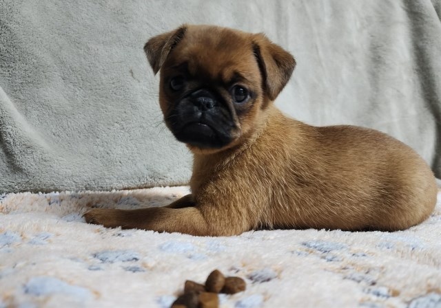 Brussels Griffon puppy for sale + 67287