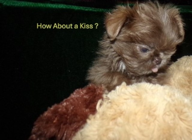 Full AKC Imperial Shih Tzu Male   Jasper