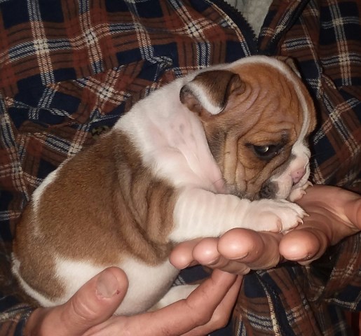 English Bulldog puppy for sale + 59598