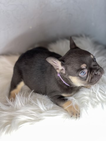 New shade isabella maker