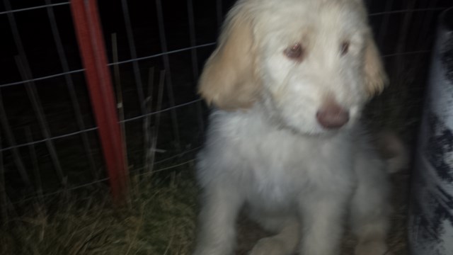 Goldendoodle puppy for sale + 47486