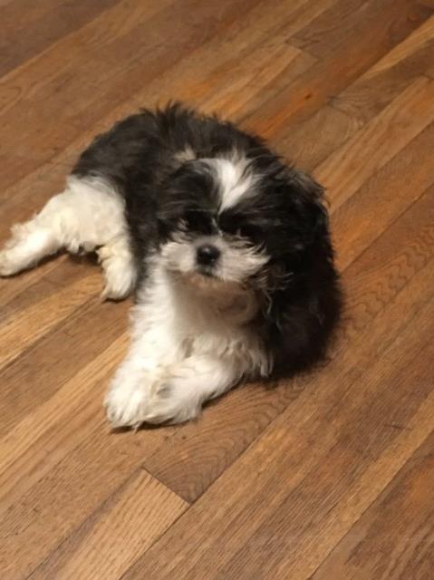 Shih Tzu puppy for sale + 56472