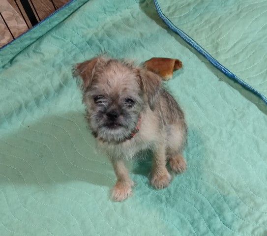 Brussels Griffon