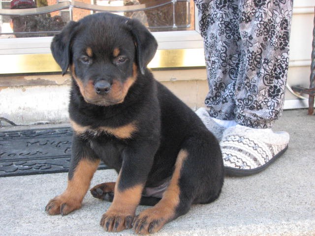 Big Male Pup Available Now!!!